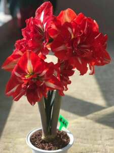 现货【摇滚乐】 南非进口朱顶红 球丑 多年生【童话花坊】