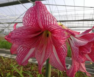 九月玫瑰线 日本朱顶红 稀有白肋朱顶红 白肋皇后【童话花坊】