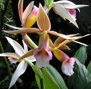 艳丽齿唇兰一线莲银线莲鹤顶兰花苗喜阴室内花卉盆栽净化空气趣味