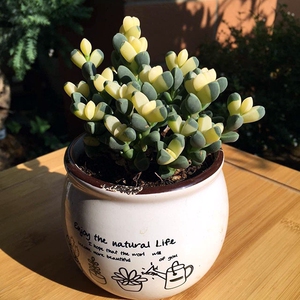 白凤菊 碧鱼莲 姬神刀 长叶鹿角海棠≈锦 多肉