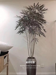 包邮美好花园名贵观叶绿植优美伸展中式日式禅意室内植物 孔雀木