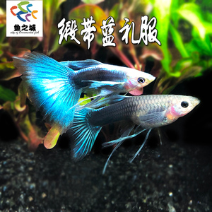 鱼之城 缎带蓝礼服孔雀鱼缎带蓝孔雀鱼闪电蓝热带观赏胎生鱼活体