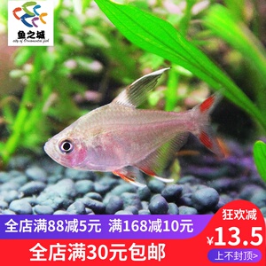 鱼之城粉红扯旗白翅玫瑰旗新大勾扯旗鱼白炽玫瑰鲫热带灯科鱼活体