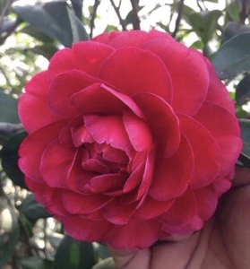 伯拜范茶花苗室外花卉盆栽产地直销实物拍摄热卖包邮