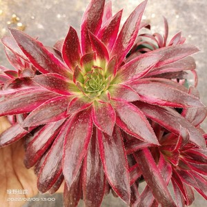 孔雀锦惊鸿法师绿野仙踪多肉植物春季秋季阳台家庭院办公园艺绿植