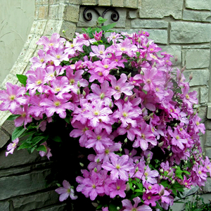 包查德女伯爵铁线莲