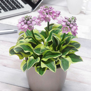 小鼹鼠园艺家 玉簪花苗超短裙小型盆栽品种耐阴花卉观叶植物