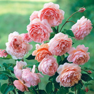 小鼹鼠园艺家 奥斯汀月季威廉莫里斯包子丰花浓香切花盆栽花卉