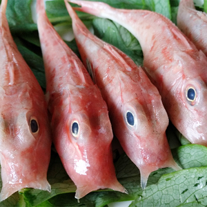 广西北海特产 尖鳍角鱼 海鱼新鲜沙角头六角头鱼 海鲜水产500g