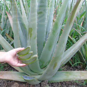 食用芦荟芦荟叶