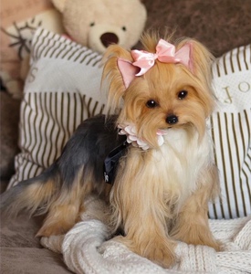 【定制代购】ooak约克夏仿真玩偶 博美茶杯犬 金毛狗狗写实尺寸