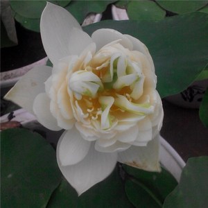 秦淮白玉小型汝州老农花卉真碗莲荷花迷你庭院阳台水生种藕成品苗