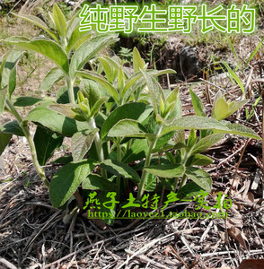 切段过饥草生毛将军白毛毡草兔子耳朵土丁桂走马风辛苦草包邮