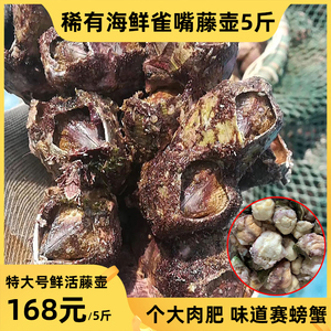 雀嘴藤壶鲜活海鲜特大超大火山口水产滕壶曲嘴触嘴蒲锉壳蚝头5斤
