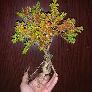 珍珠黄杨黄杨树