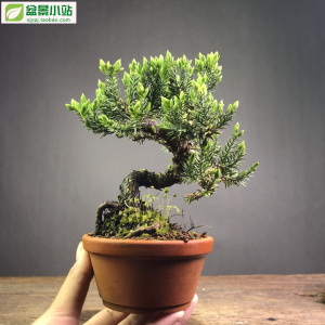 【盆景小站】新西兰珍珠柏 精品小品盆景盆栽阳台庭院玩家植物