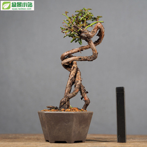 日本提根姬蔷薇 白花红果观花观果 精品小品盆景盆栽
