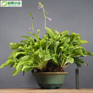 爆盆老草 日本姬玉簪 精品山野草盆栽 稀有品种