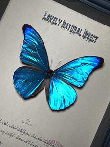 亚马逊巴西流域罕见光明女神闪蝶尖翅闪蝶蝴蝶标本珍藏欧式画框