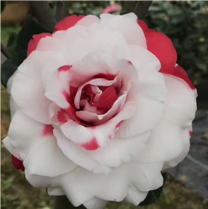 益农夫二合一女郎拉力皮特乌马克姚黄魏紫戴氏之歌三赛首演白天鹅