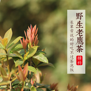 农家野生老鹰茶 50g 全手工明前茶2022年新茶四川雅安蒙顶茶