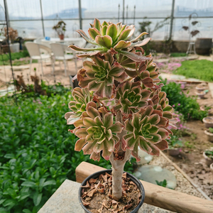 精品艳日伞法师锦老桩丛林桩手捧花一物一拍 多肉绿植 家庭园艺