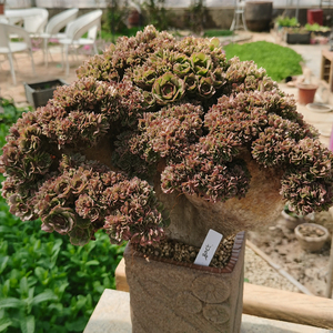 精品万圣节缀化朵朵缀老桩一物一拍 一肉一世界