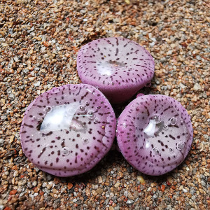 【佳人岛】大型荷叶安贞编号obcordellum declinatum cr1397