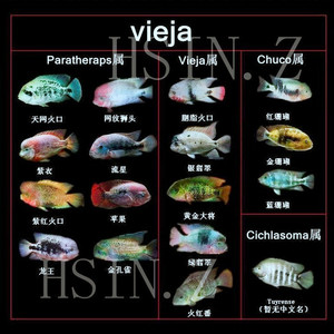 00xuyn1淘宝美洲慈鲷紫红