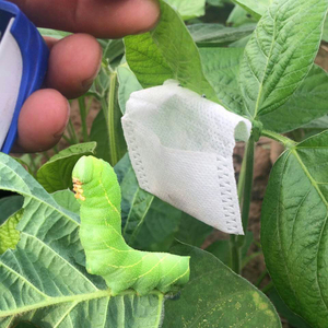 豆虫养殖豆丹卵袋豆青虫卵豆虫卵孵化袋挂卵袋钉豆叶卵袋不是虫卵