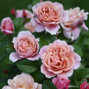 【古典复古粉色月季大中苗】棕粉红色灌木浓香盆栽地栽阳台庭院