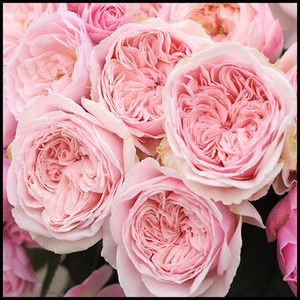 【旋律月季母本大苗】友禅芽变灌木浅粉微香勤花多季盆栽花园