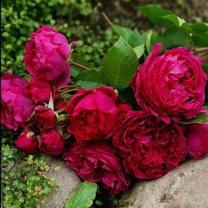 【梅子布丁月季母本大苗】四季开花香味浓郁玫红色庭.院盆栽花卉