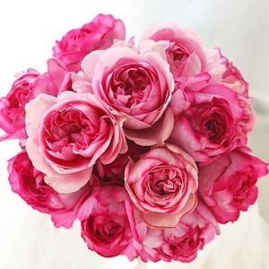 新品伊芙系列【伊芙修罗珍珠月季花苗特大花】大花浓香型大花粉色