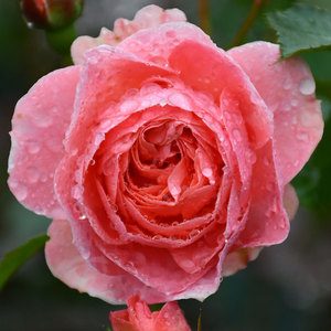 新品【浪漫芭蕾月季大小苗】粉色灌木可藤本浓香耐热丰花木村卓功
