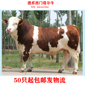 纯种德系西门塔尔公牛冷冻牛精人工配种授精专用进口活牛精子精液