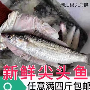 尖头鱼 宝石鮻乌尖头鱼当季鱼潮汕码头海鲜新鲜青头鱼鲜嫩海鱼