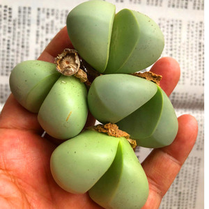 004人付款淘宝花龙园艺 金玲玉 金铃玉 银叶花属 紫花 屁