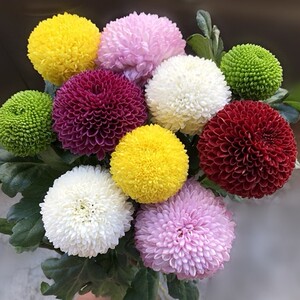 七彩乒乓菊-淘宝拼多多热销七彩乒乓菊货源拿货 - 阿里巴巴货源