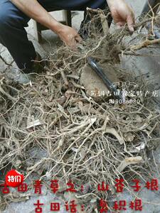 福建宁德古田 农家自采野生煲汤草根炖肉 山苍子根 臭枳柴500g