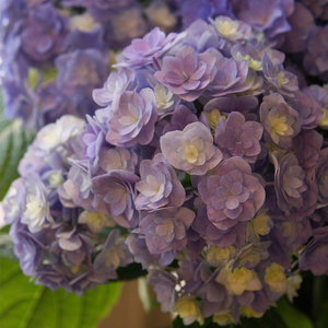 大花绣球你我系列 你我的完美惊喜爱意相约银河浪漫【基地发货】