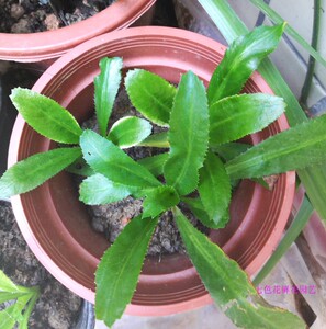 野生假芫茜刺芫荽盆栽假刺芹假香菜泰国元茜大香菜食用香草百里香