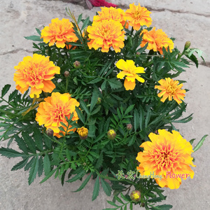 密花孔雀草盆栽带花小万寿菊四季花卉耏热景观园林绿化工程花草