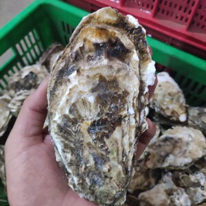 生蚝*超级大5斤9个左右