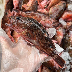 【闹妈海鲜冷冻】舟山东海虎头鱼 一斤6-7条左右