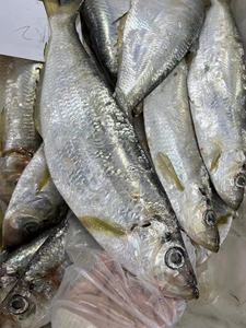 闹妈海鲜】舟山东海新鲜鳓鱼力鱼1条1.2-1.4斤左右 按条卖