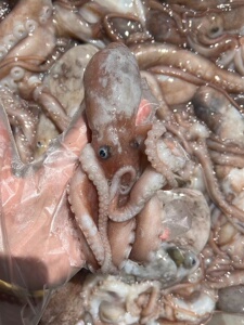 八爪鱼鲜活舟山