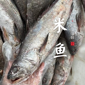 鳘鱼多少钱一斤图片