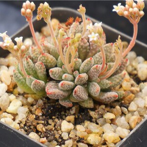 私家多肉花园实生 火星兔子 多头群生开花珠盆栽创意花卉青锁龙属