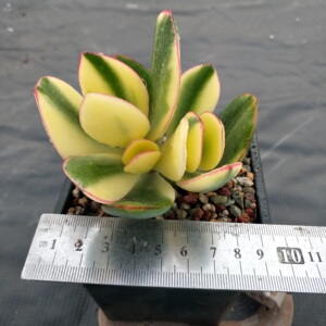 黄金花月夜一物一拍 新花月锦玉树锦  多肉植物全店满28包邮